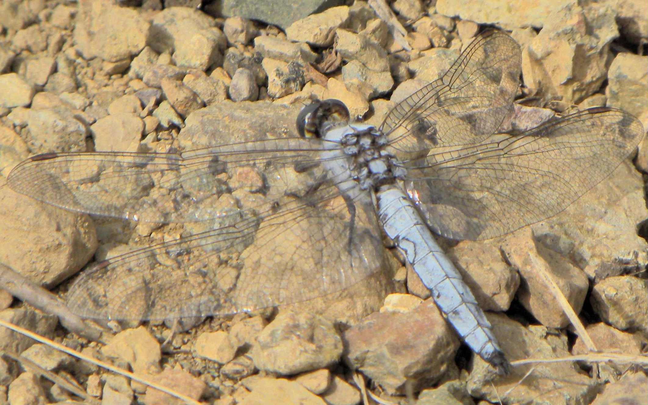 libellula da identificare